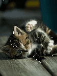 pic for SWEET KITTEN GIF